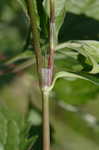 Bristled knotweed